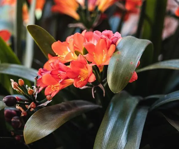 Bed & Breakfast Noctis 4*